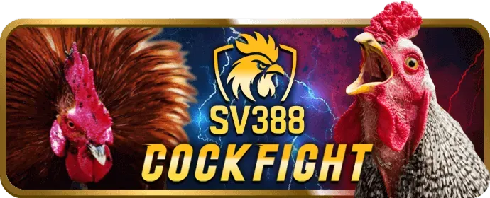 Ưu đãi đặc biệt khi tham gia đá gà tại nhatvip888